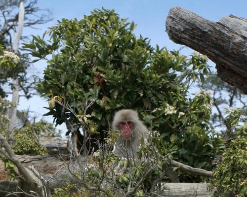 Isola di Miyajima, Giappone