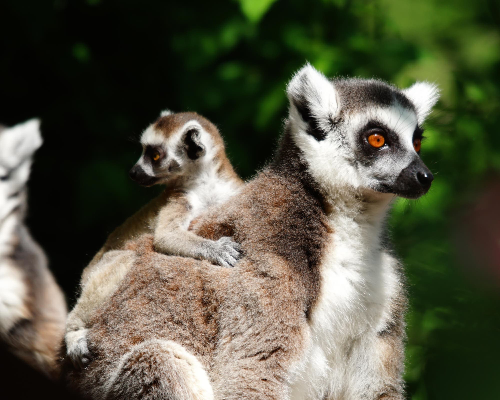 Isla Komba, Madagascar
