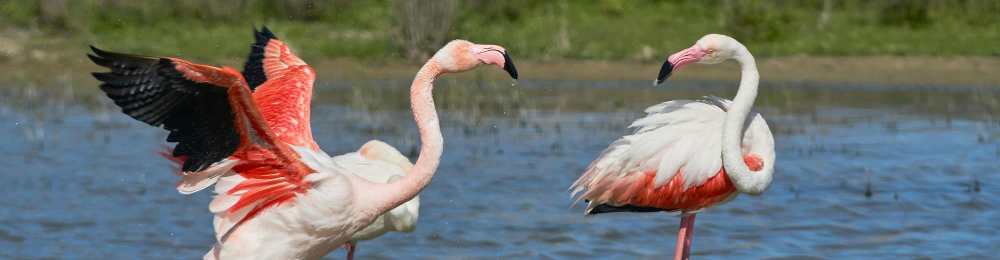 فوينتي دي بيدرا, إسبانيا