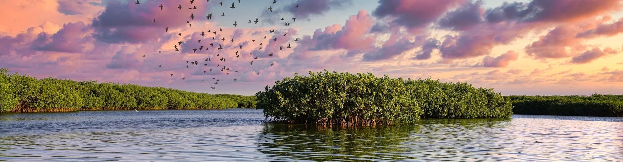 Някой, Сенегал