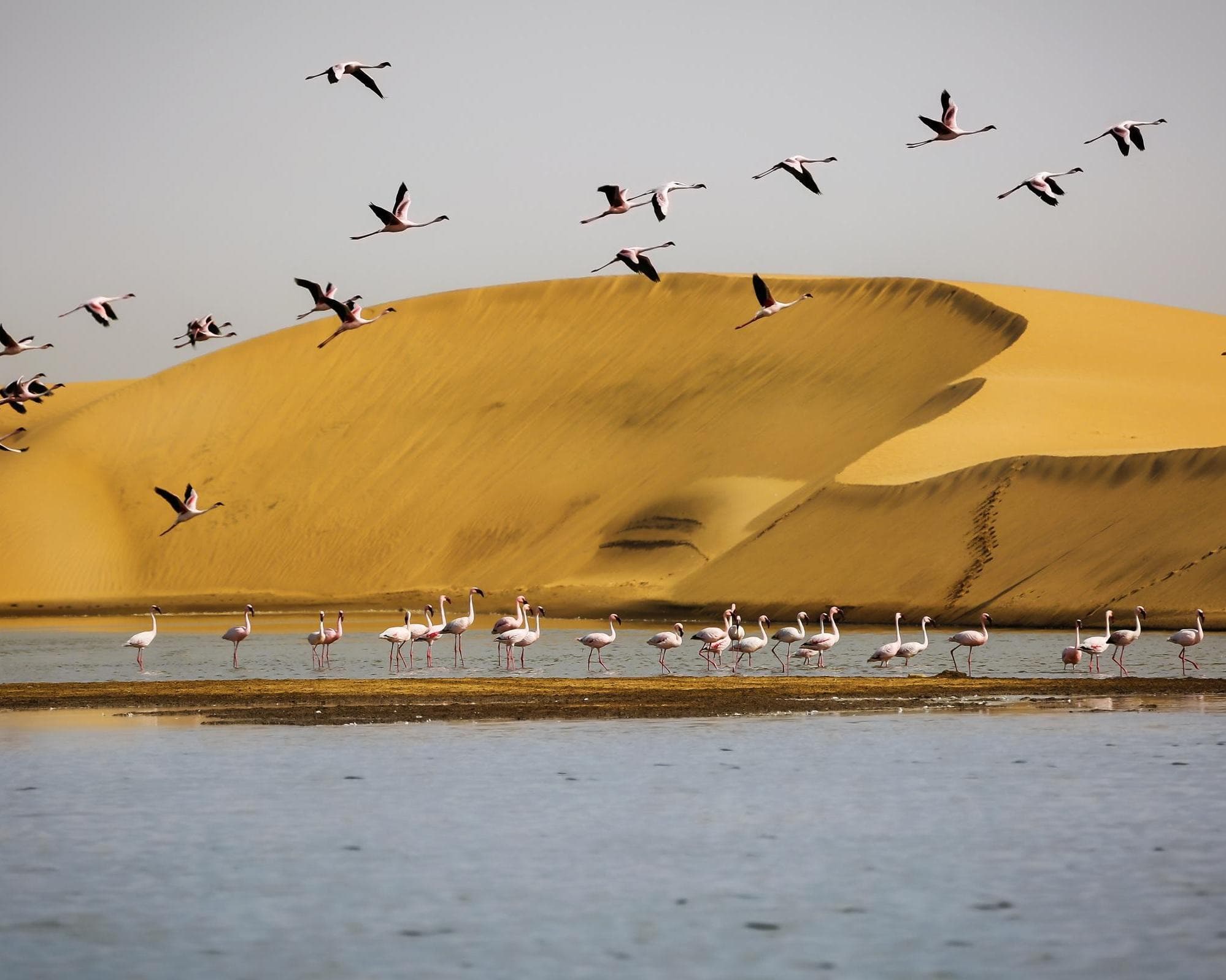 Baía de Walvis, Namíbia
