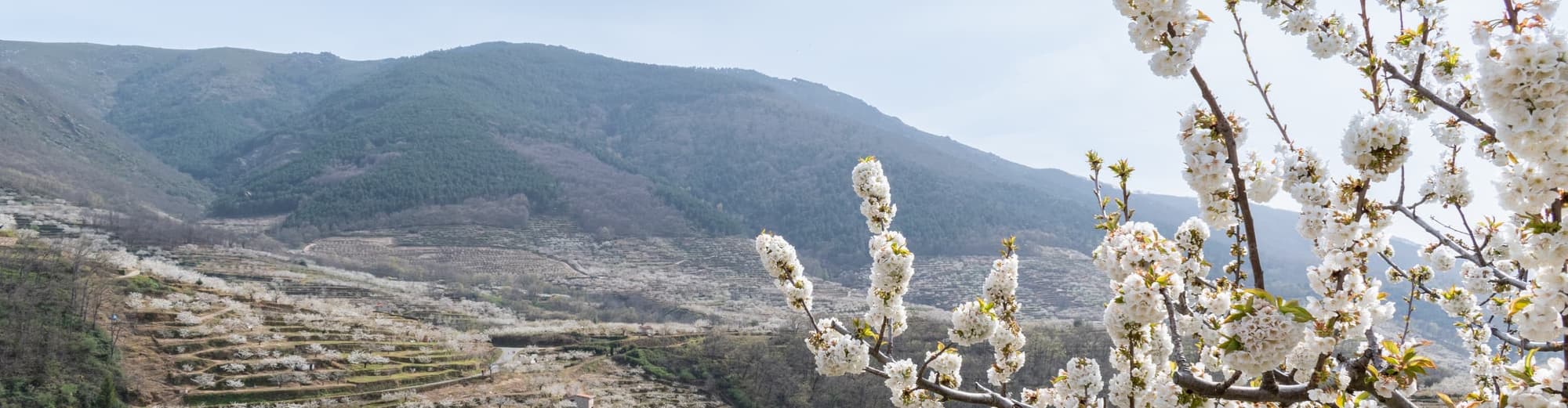 Valle del Jerte, España
