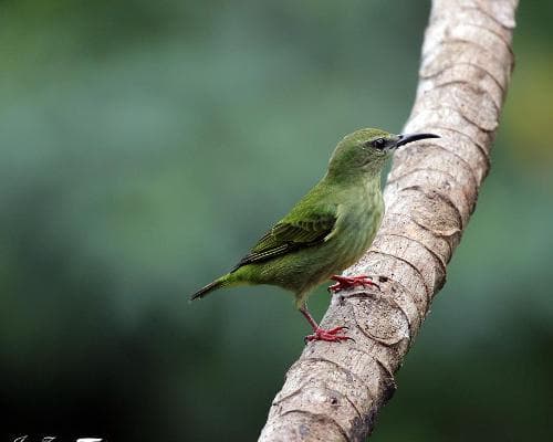 Guapiles, Costa Rica