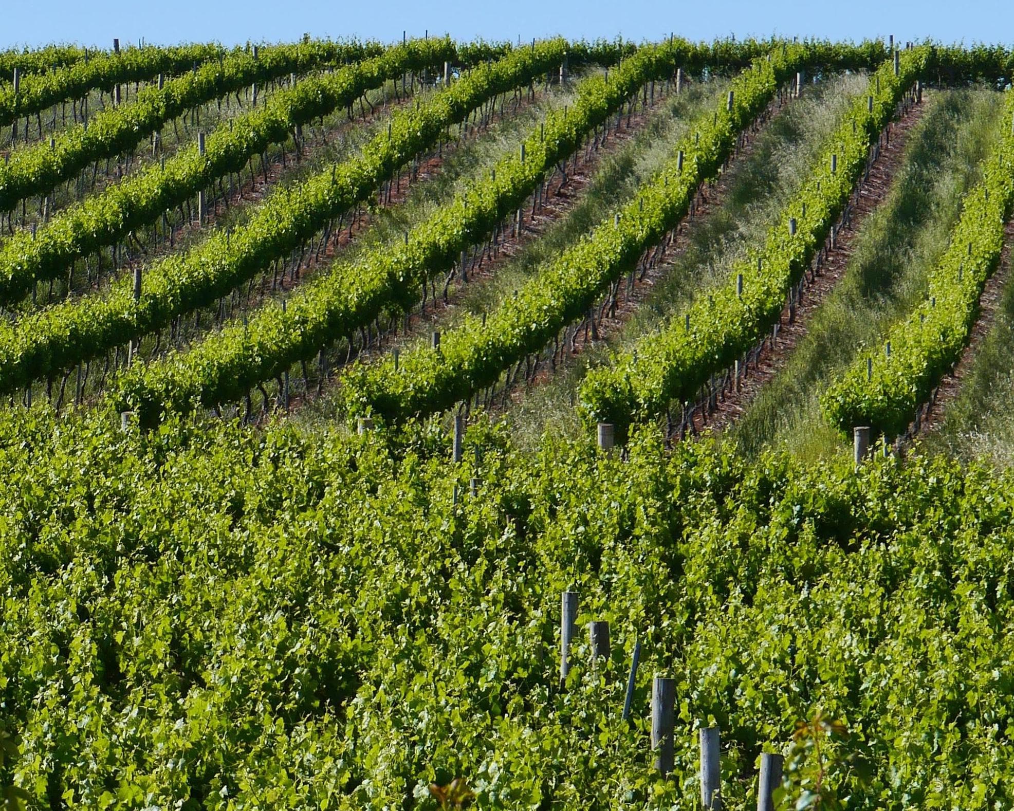 Clare valley, Australia