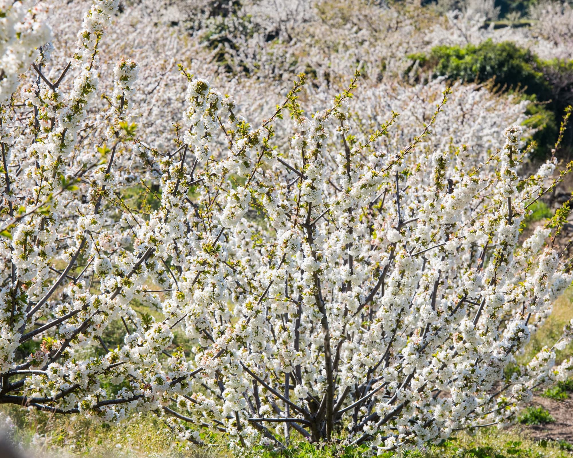 Valle del Jerte, España