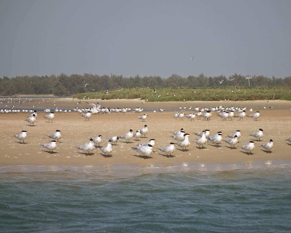 Langue de Barbarie, Senegal