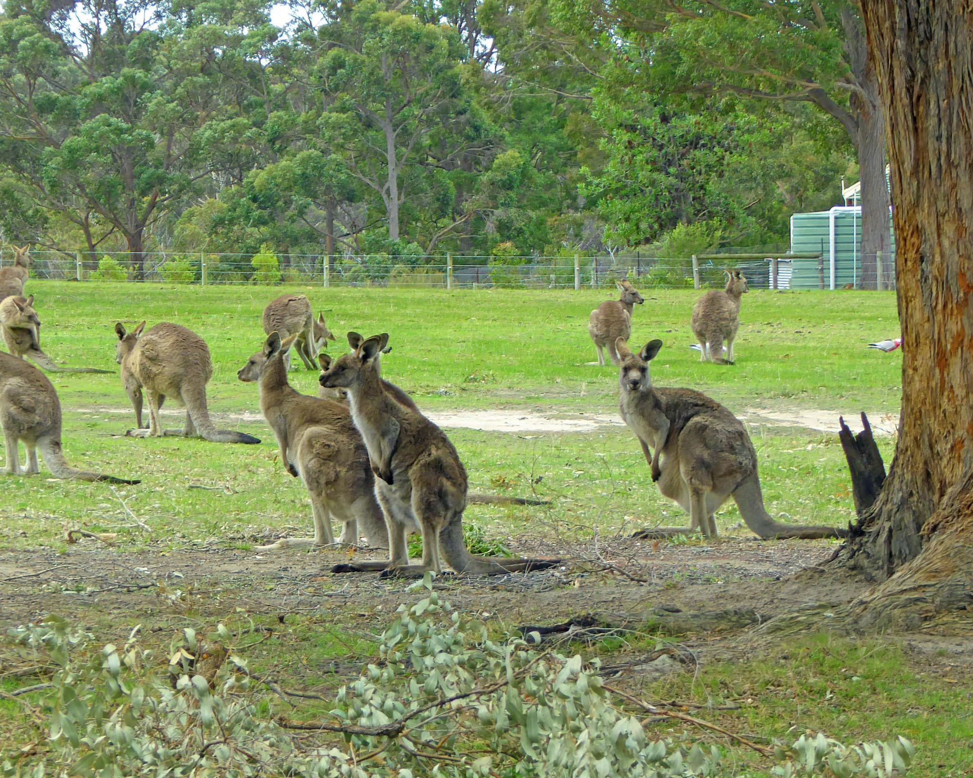 Mallacoota, Austrália