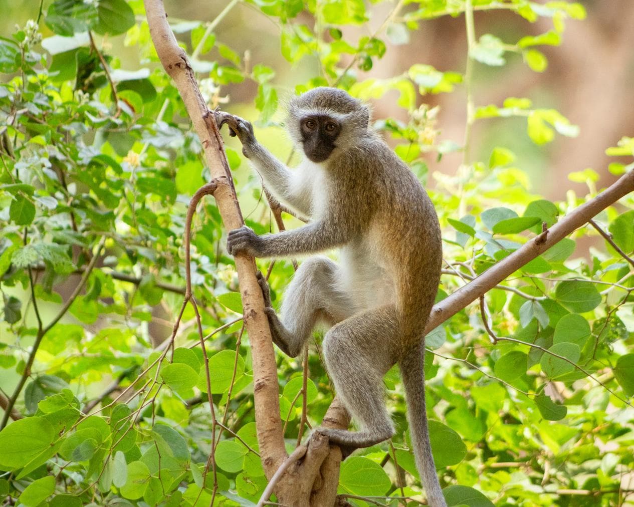 Gorongosa, Mozambico