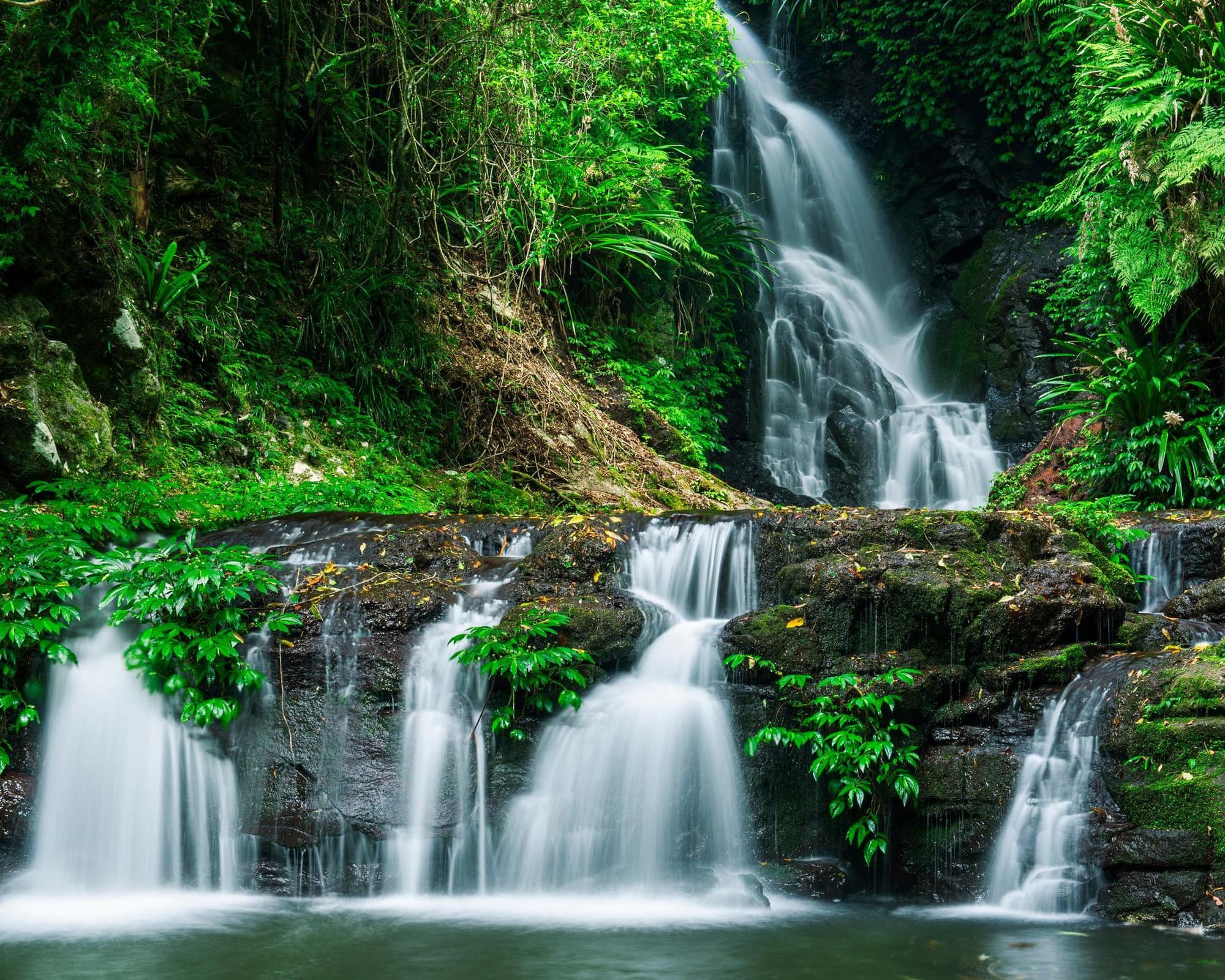 Lamington National Park, Australia