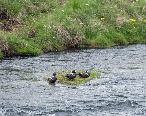 La Magia del Sur de Islandia
