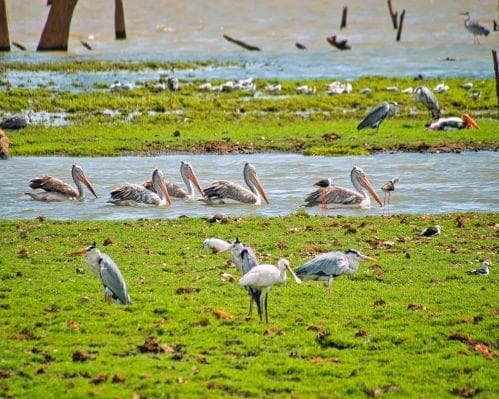 Le Classique De Ceylan - GIR 4*