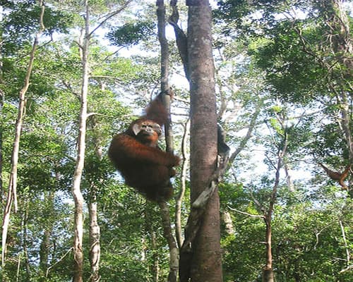 Orang Utan Adventure Tanjung Puting