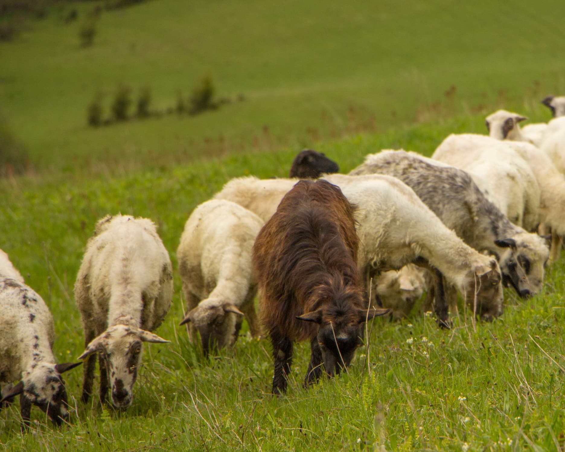 Aragatsotn, Armênia