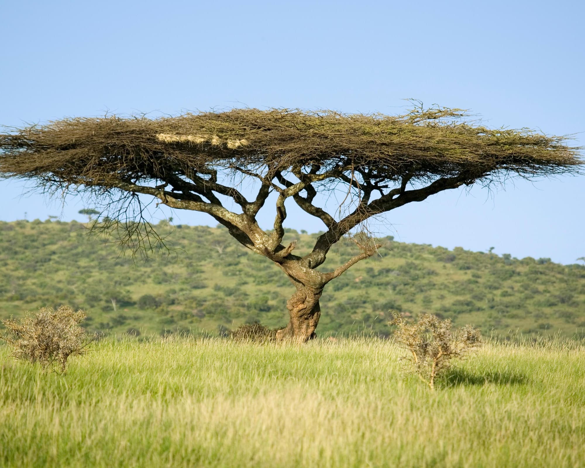 Лайкипия, Кения
