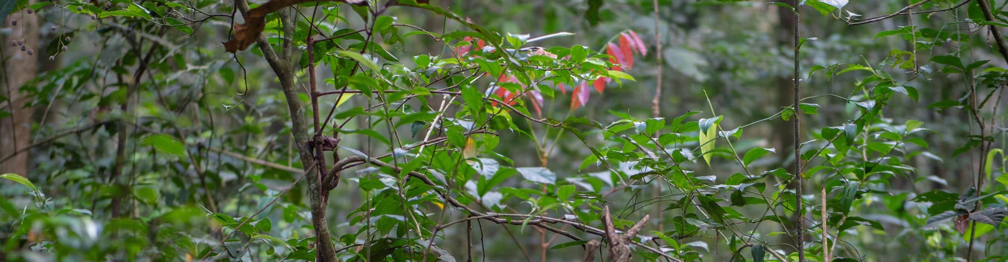 Kalinzu Forest Reserve, Uganda