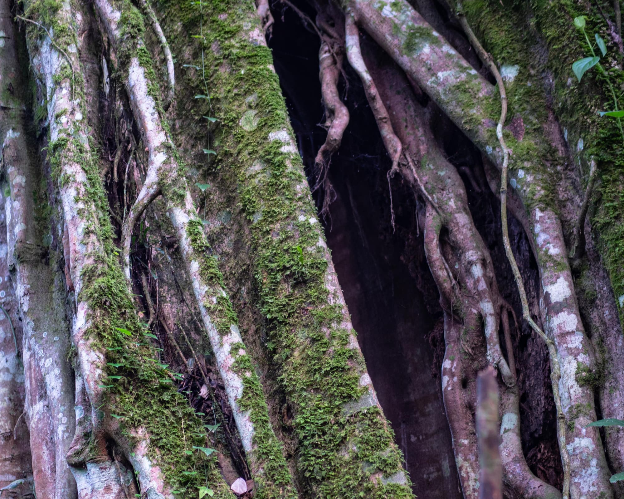 Uganda to Tanzania Overland Safari with Participation Camping