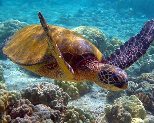 Barra de navidad, México