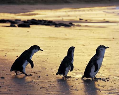 Nairobi to Cape Town Overland Safari & Participation Camping