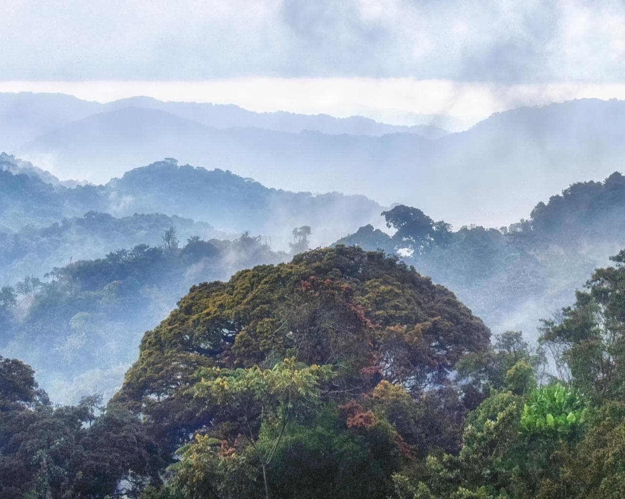 Nyungwe Wald Nationalpark, Ruanda