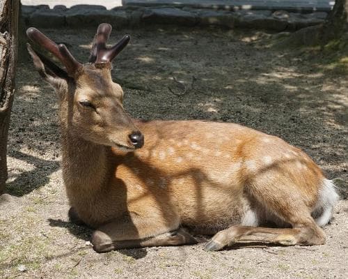 De Seúl a Hiroshima (2025)