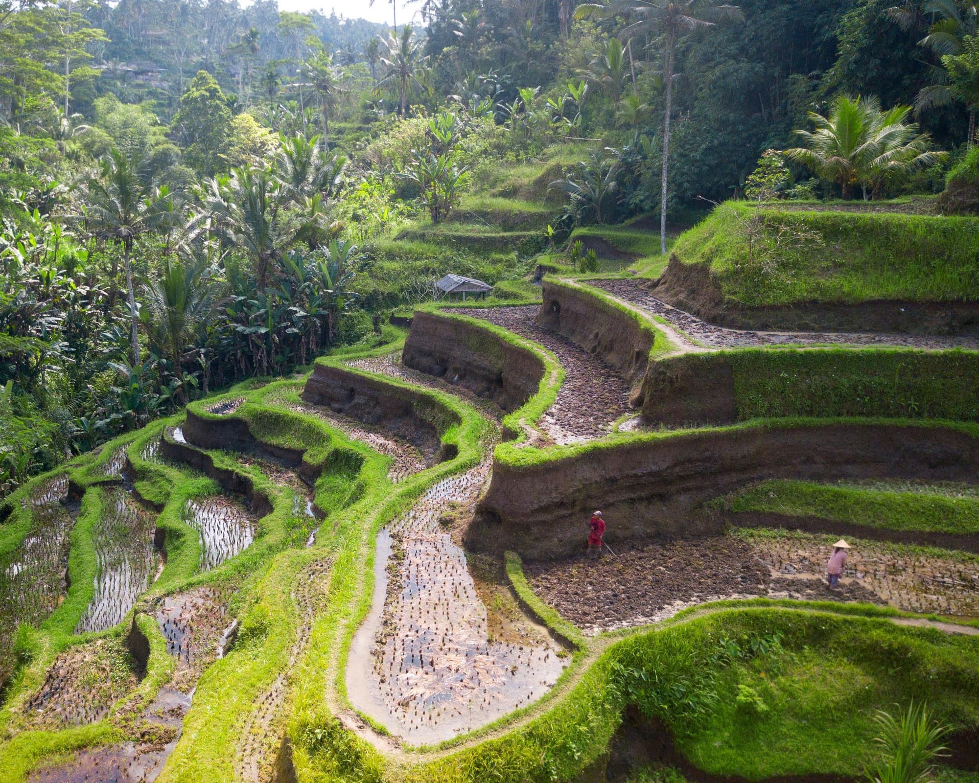 Tegallalang, Indonezia