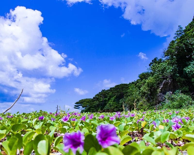 Active Japan: North to South Adventure