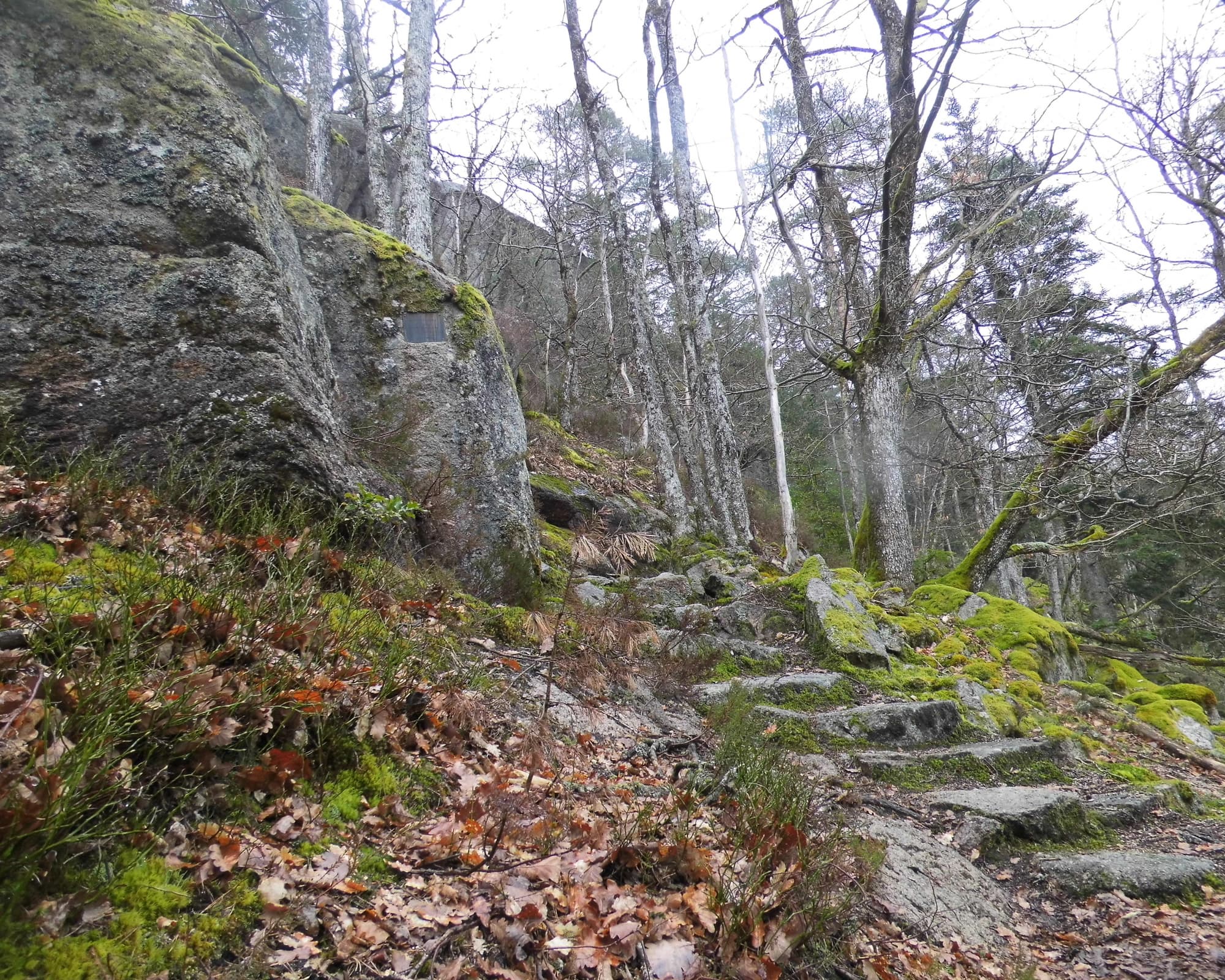 MS021 - SELVA NEGRA, ALSACIA Y RIN 2026