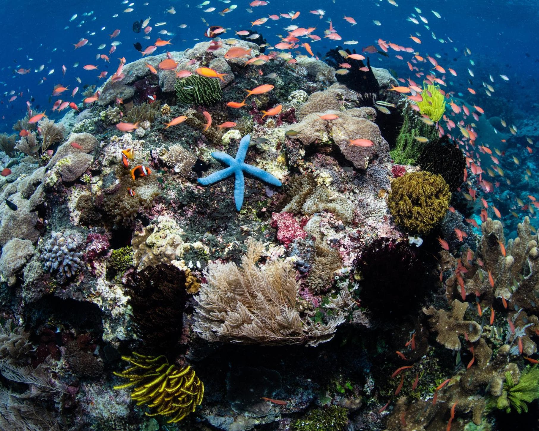 Floresön, indonesien