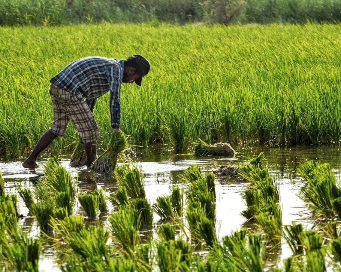 Al Hofuf, Arabie Saoudite