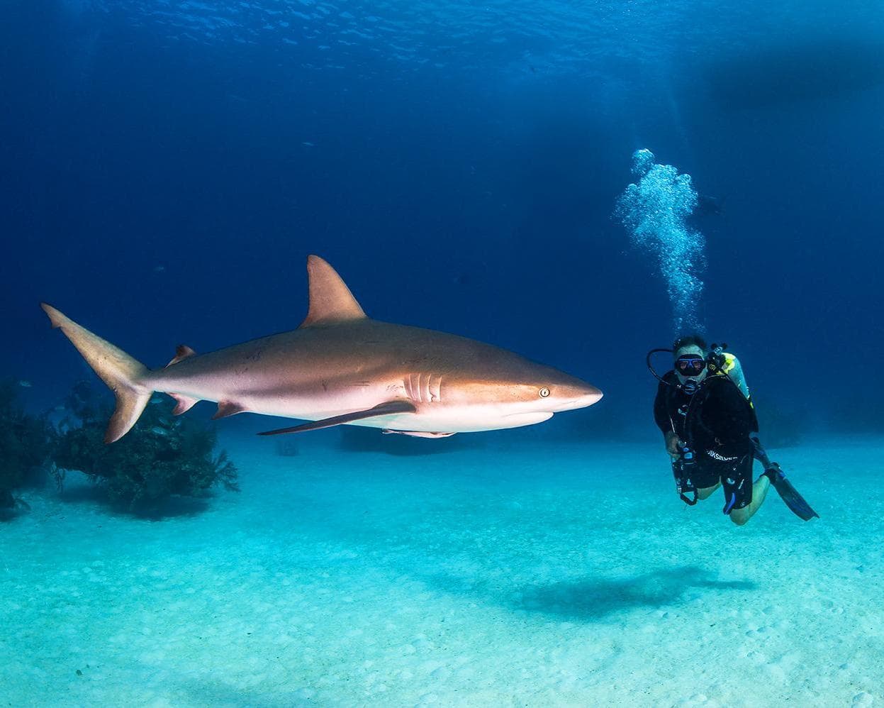 Royal Caribbean ❘ Harmony of the Seas / Miami saliendo el 04 Diciembre 2022