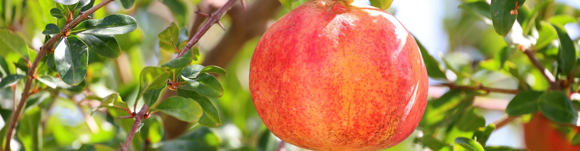 Fuente Vaqueros, Spain