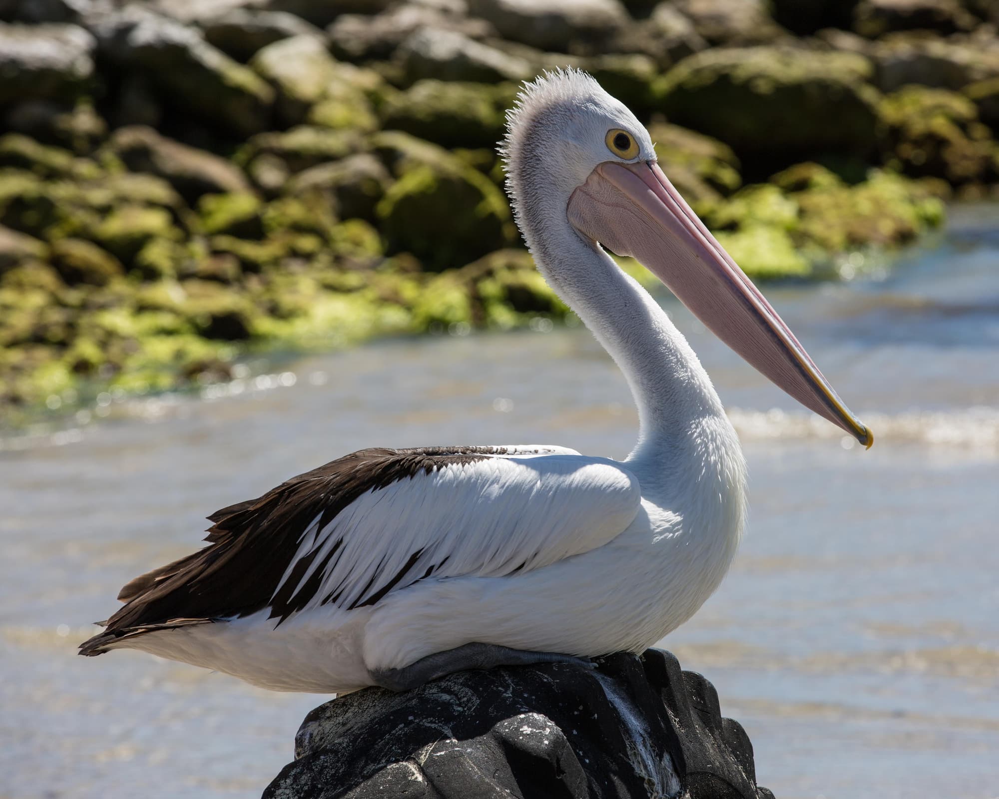 Kingscote, Australië