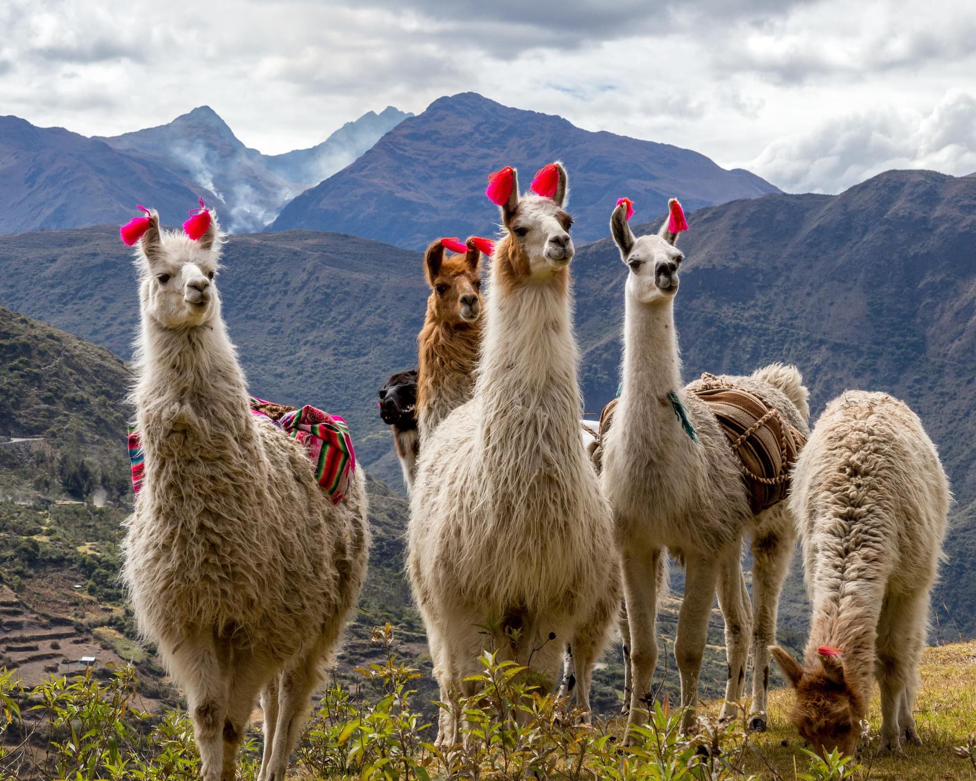 Volvamos a encontrarnos en Perú