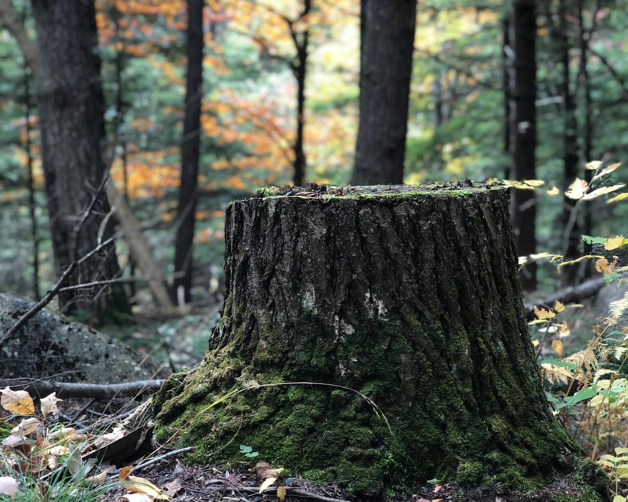 Kalinzu Forest Reserve, Uganda