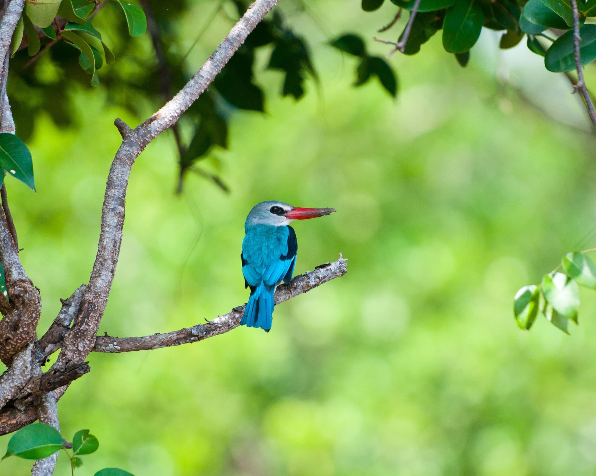 Parc National de Saadani, Tanzanie