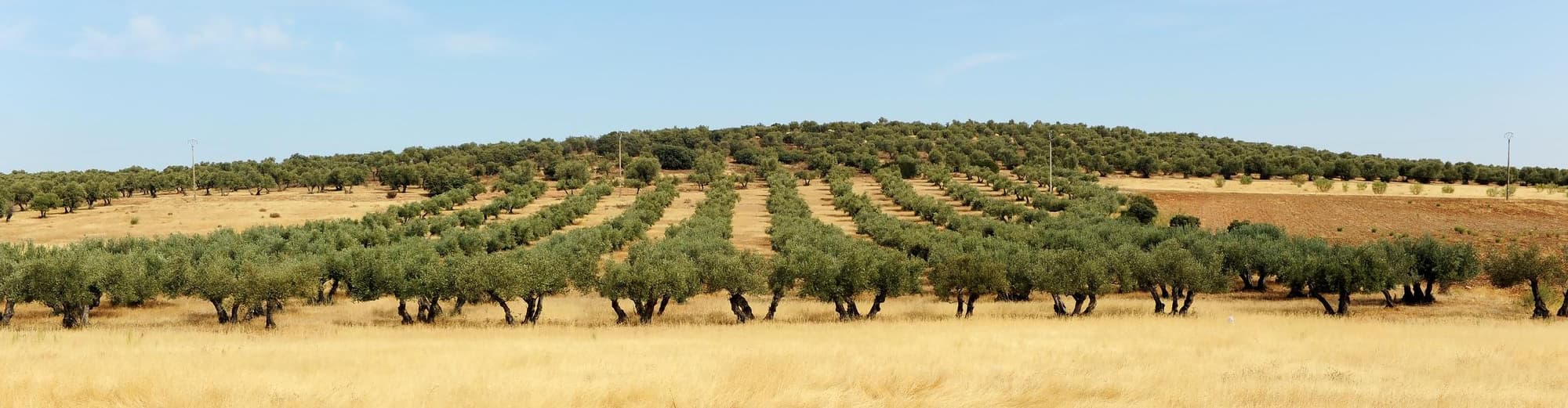 Villanueva de los Infantes, España