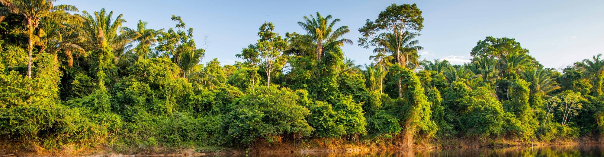 アルビナ, スリナム