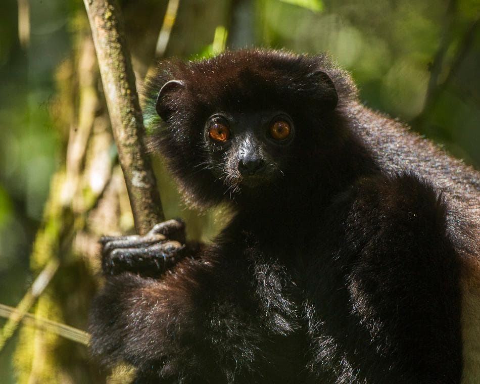 Circuit Madagascar "Merveilles Malgaches"