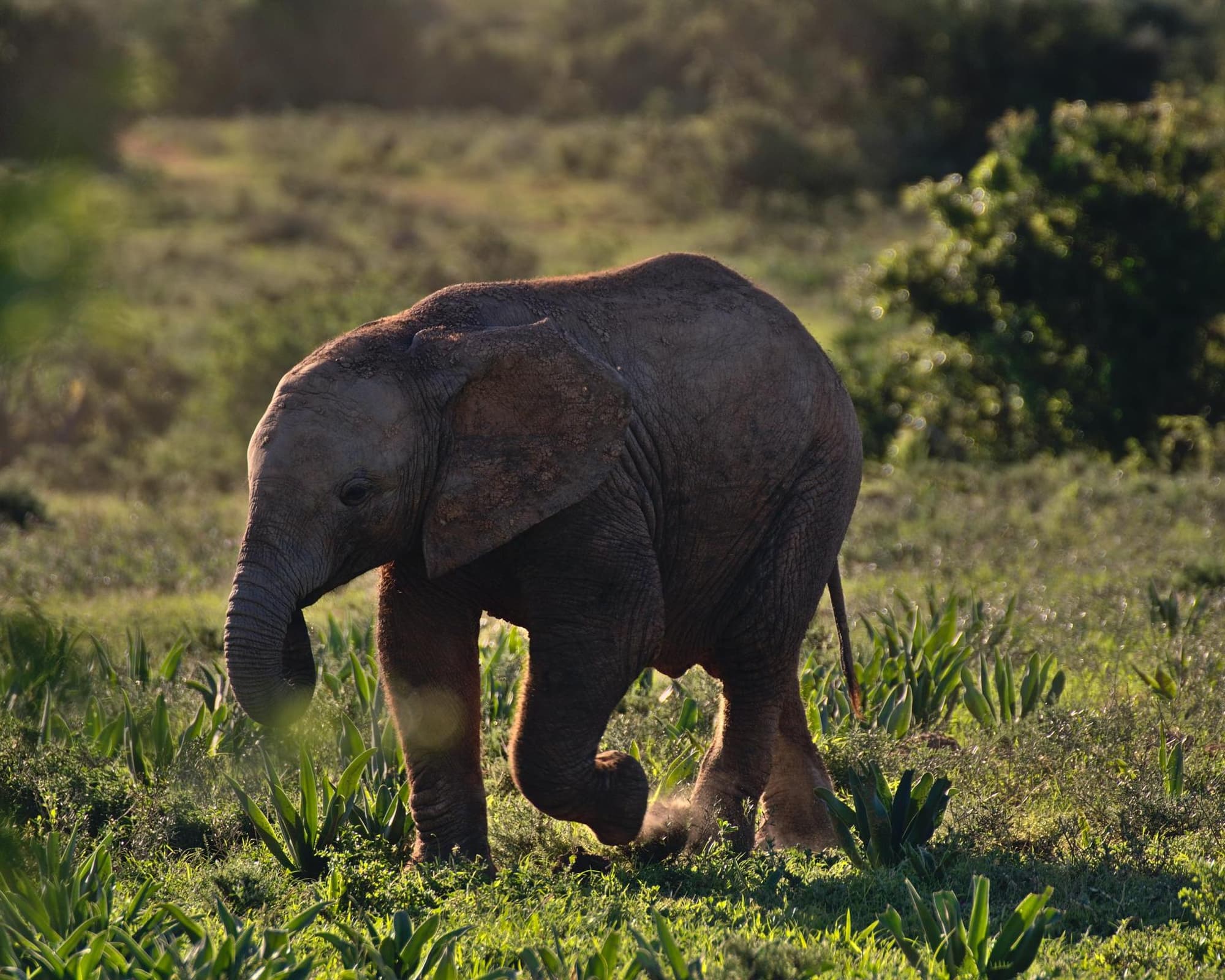 Thousand Hills Safari and Extension at Akagera National Park