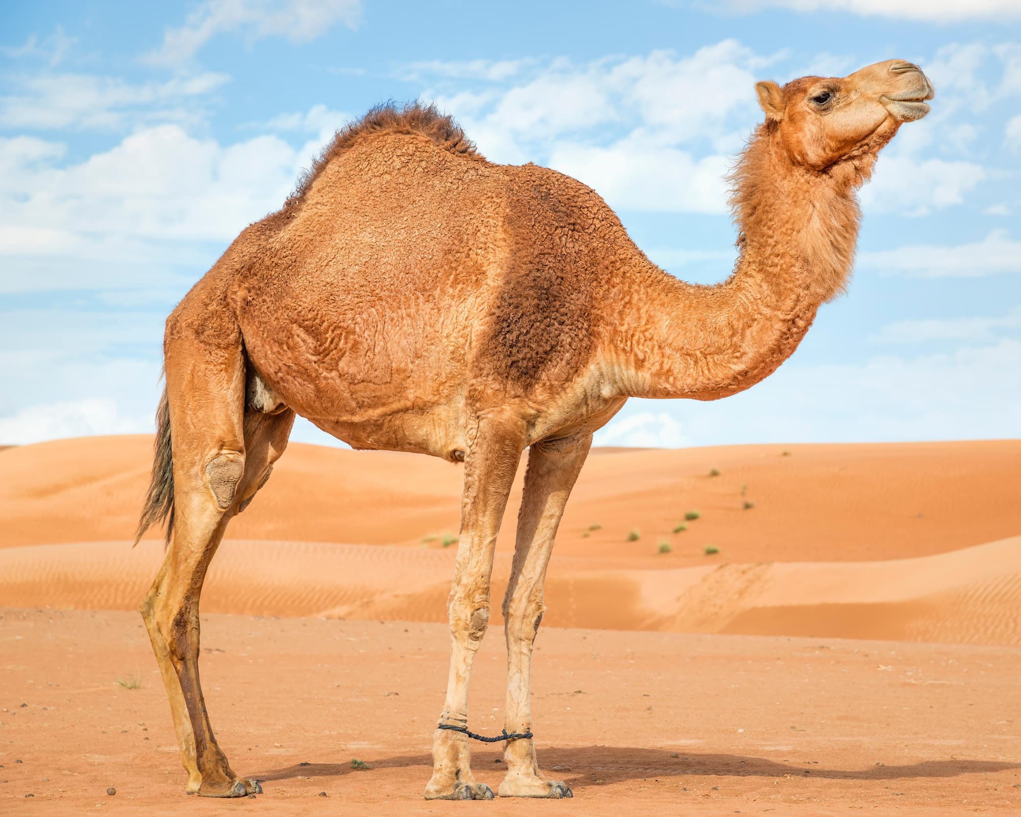 SuitesTour Oman - Arabian Sea 9 night