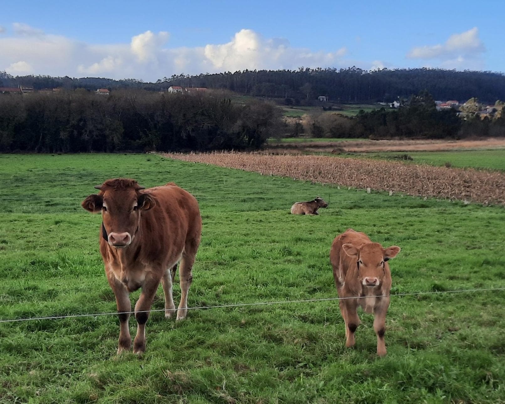 El Camino de Santiago   “Camino Francés” 