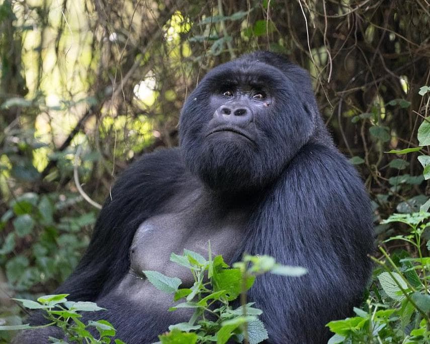 Mgahinga National Park, Uganda