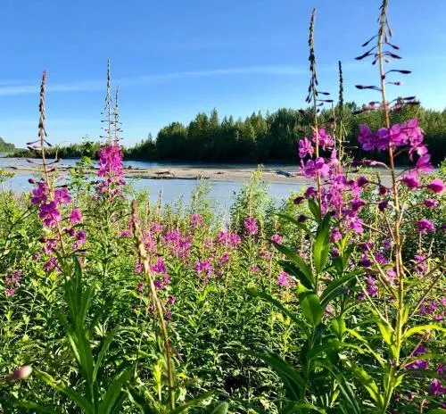 Susitna River Lodging, Suites, 