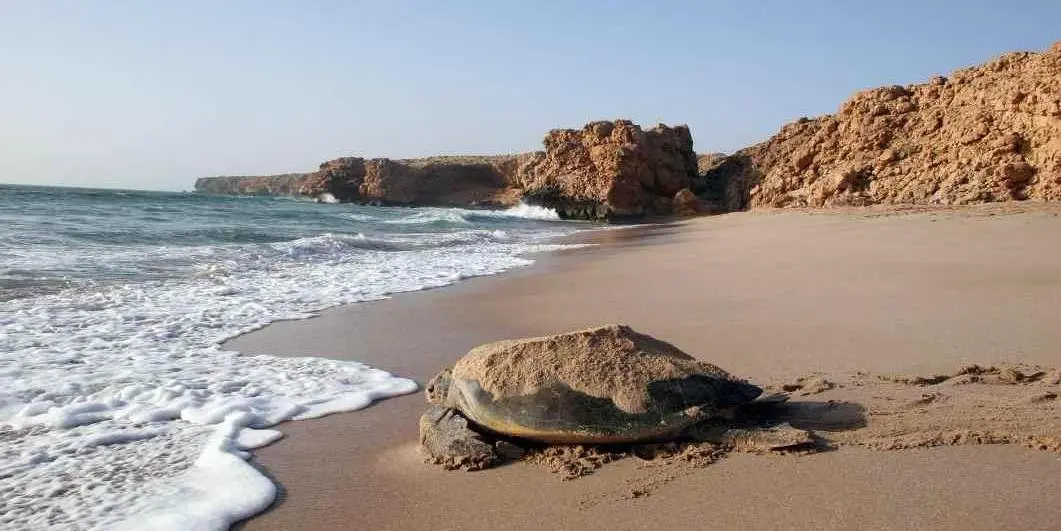 DAY 02: MUSCAT– WADI ARBAYEEN – BIMAH SINK HOLE – RAS Al HADD