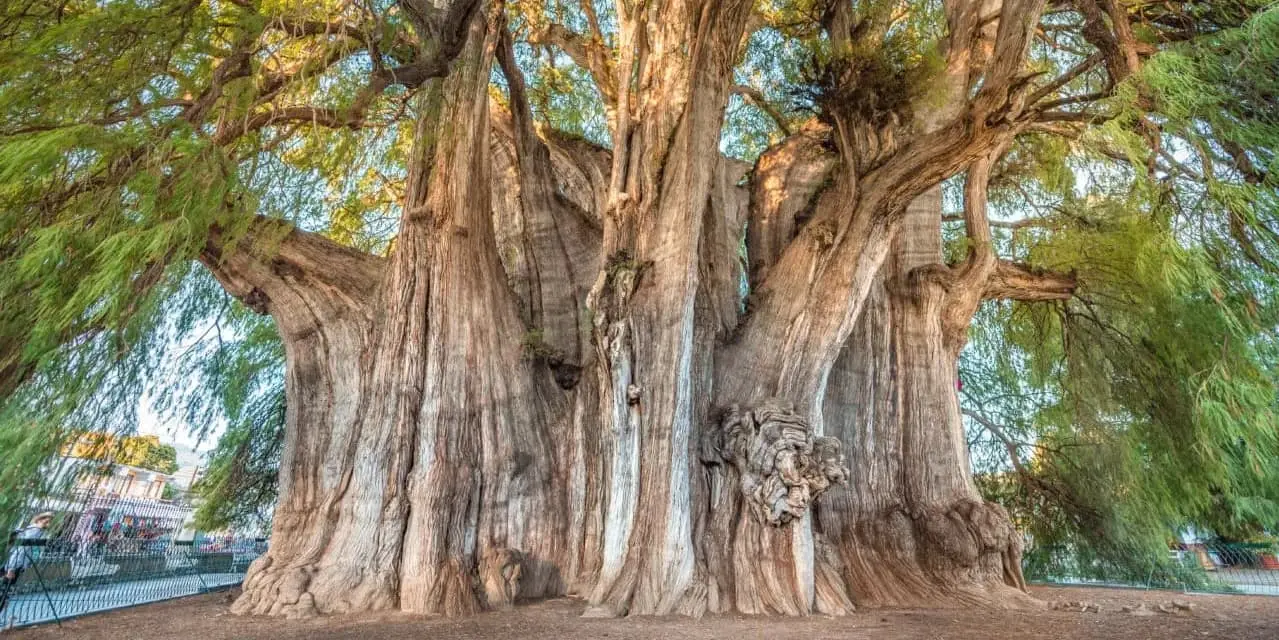 DÍA 5	(SÁBADO)          OAXACA (CORAZÓN VALLES CENTRALES) / TEHUANTEPEC 