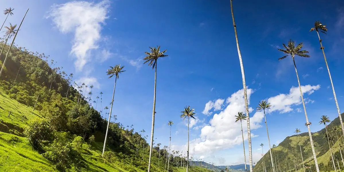 DAY 8. (Saturday, January 3, 2026) ARMENIA OR PEREIRA – COCORA VALLEY AND SALENTO