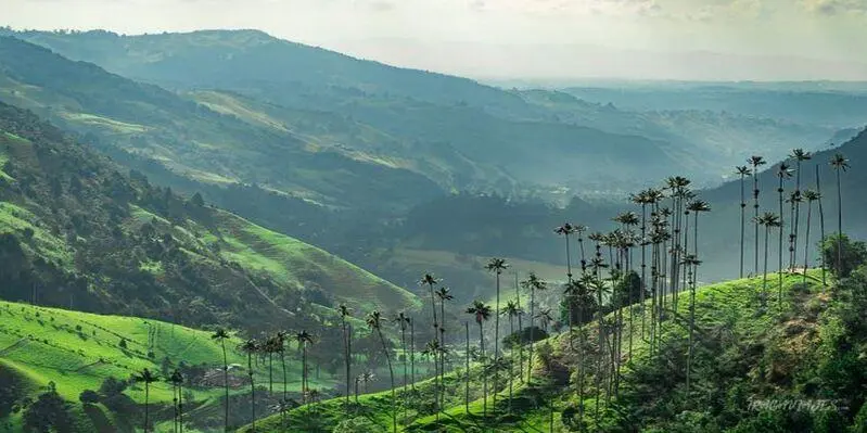 Day 5. (Tuesday) COFFEE GROWING AREA (Quindío or Risaralda) – Cocora Valley and Salento 