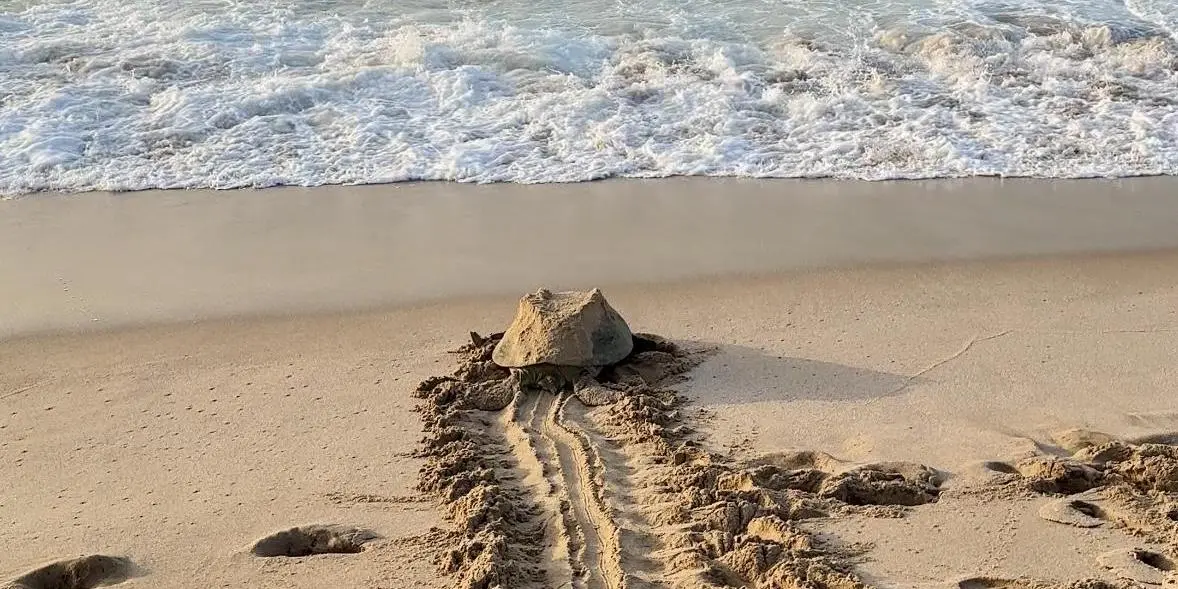 Day 2: Turtle Watching + Adventure (Wadi Shab)