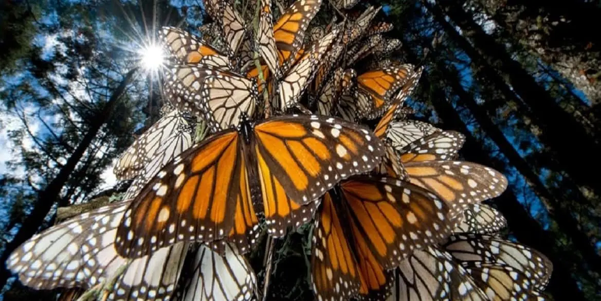 DAY 04. (THUR 25 DEC) MONARCH BUTTERFLY & VALLE DE BRAVO