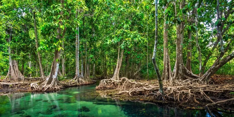 DIA 6: KAYAK PELS MANGLARS DE KRABI